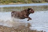 LABRADOR 228